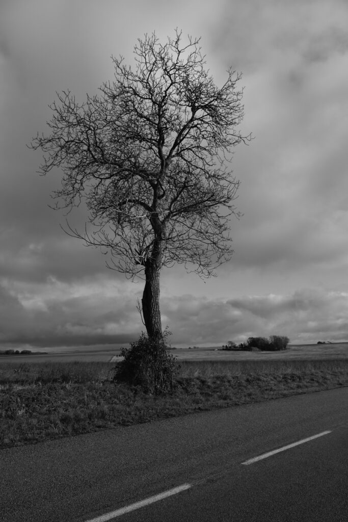 Arbre 28 1 2025