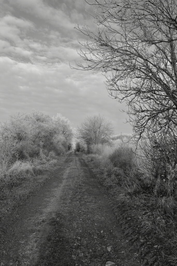 Dsc 2879