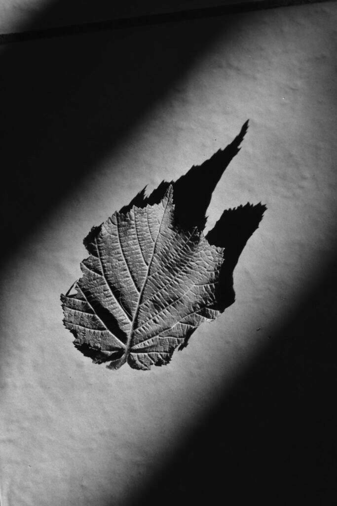 Feuille dautomne